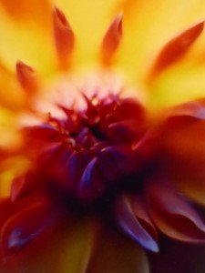 Regenbogenblume für Jan(3) (Andere).JPG